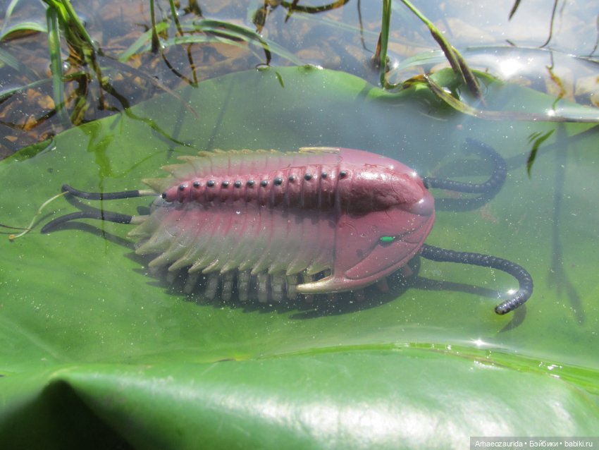 Трилобиты на Холмах и у Реки (фото 10)