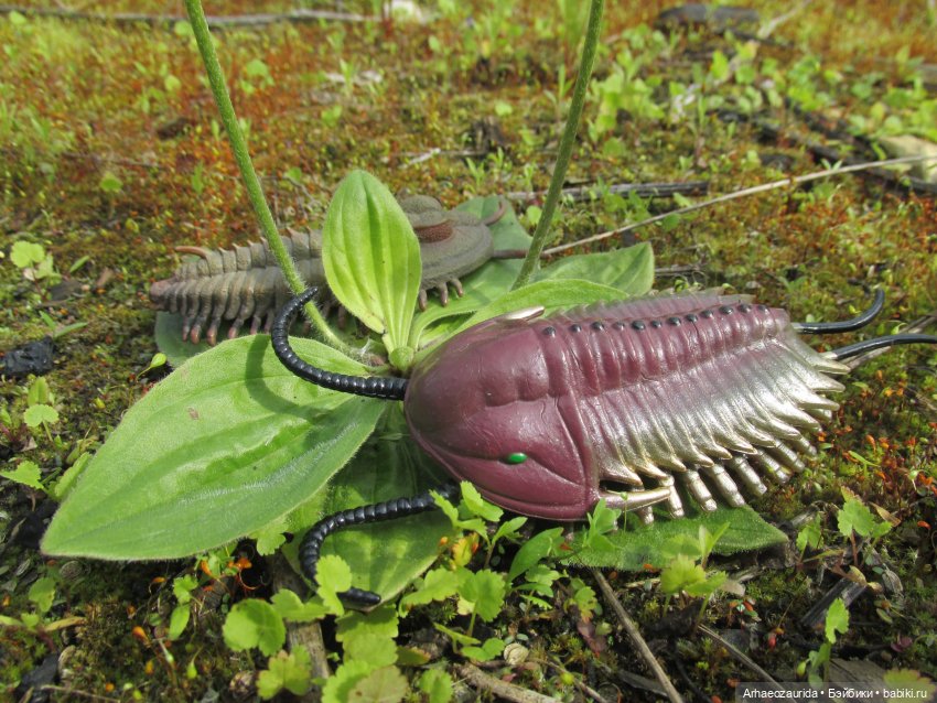 Трилобиты на Холмах и у Реки