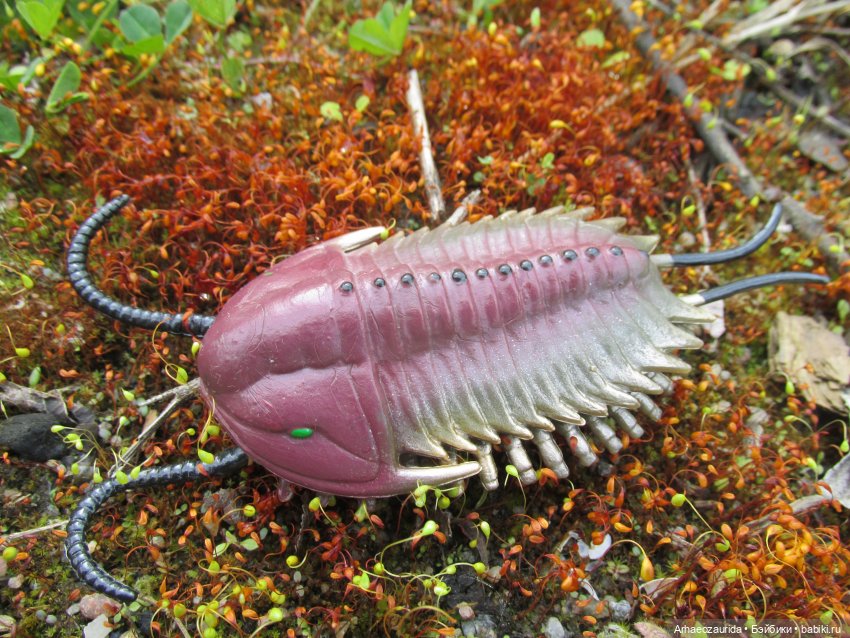 Трилобиты на Холмах и у Реки