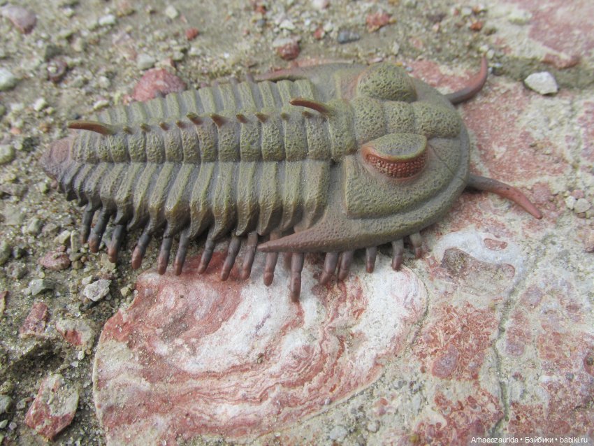 Трилобиты на Холмах и у Реки (фото 7)