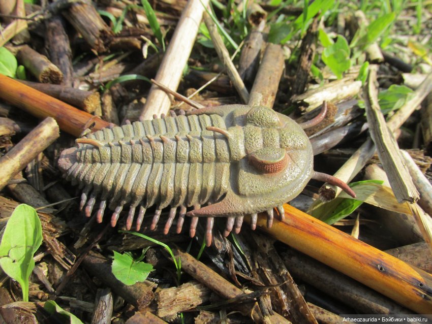 Трилобиты на Холмах и у Реки (фото 6)