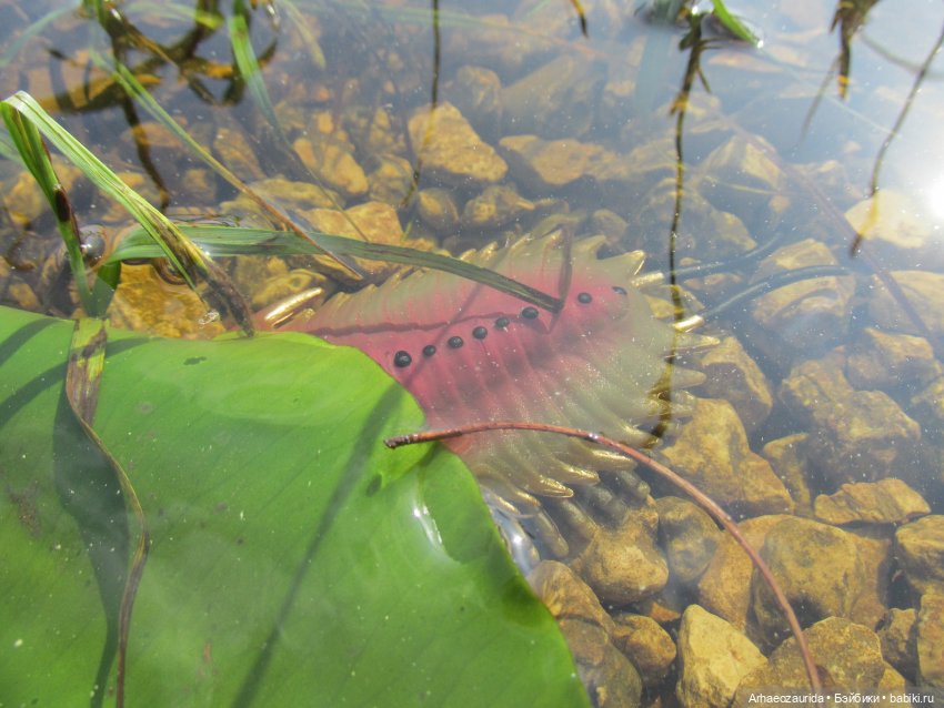 Трилобиты на Холмах и у Реки