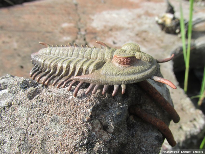 Трилобиты на Холмах и у Реки (фото 2)