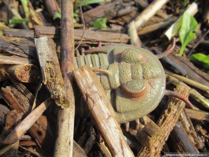 Трилобиты на Холмах и у Реки