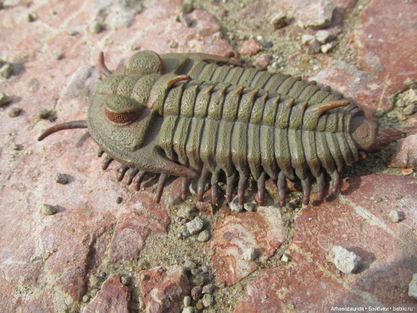 Трилобиты на Холмах и у Реки (фото 8)