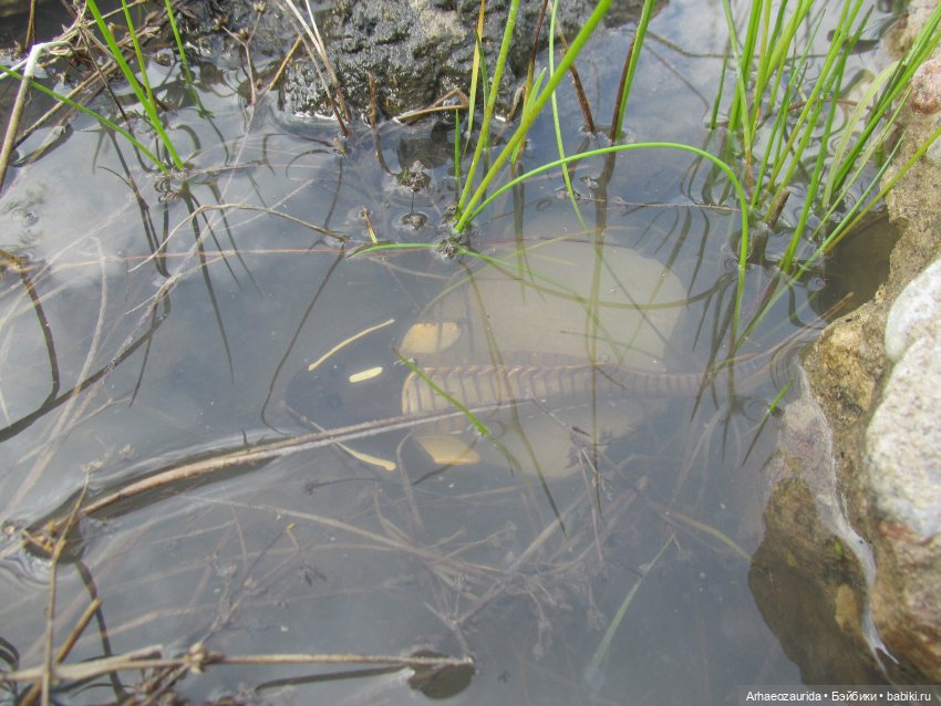 Трилобиты на Холмах и у Реки
