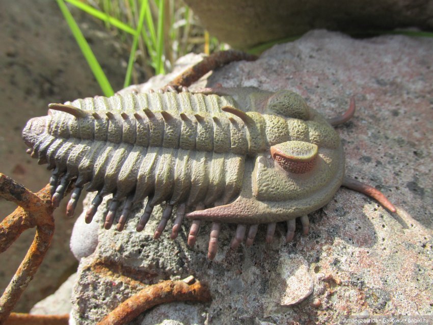 Трилобиты на Холмах и у Реки (фото 3)