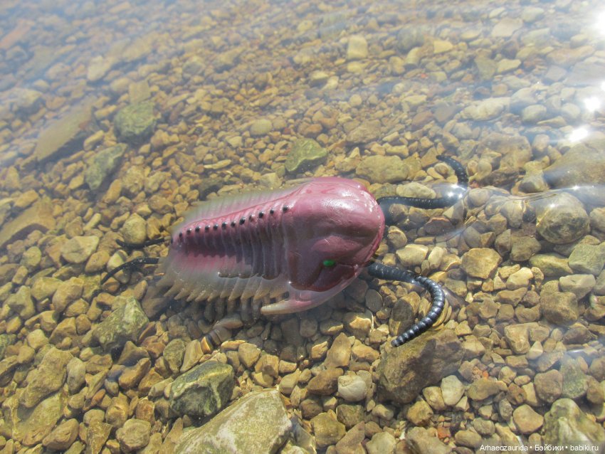 Трилобиты на Холмах и у Реки