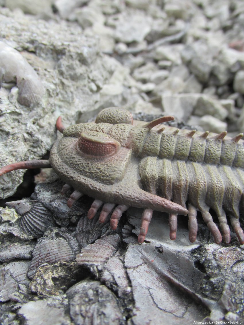 Трилобиты на Холмах и у Реки