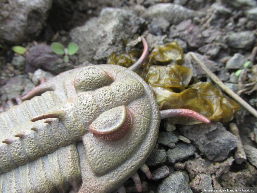 Трилобиты на Холмах и у Реки (фото 4)