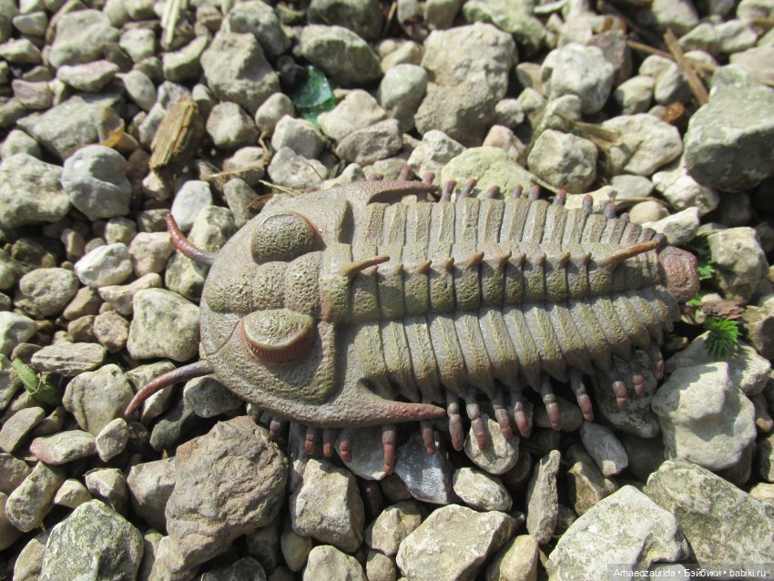 Трилобиты на Холмах и у Реки