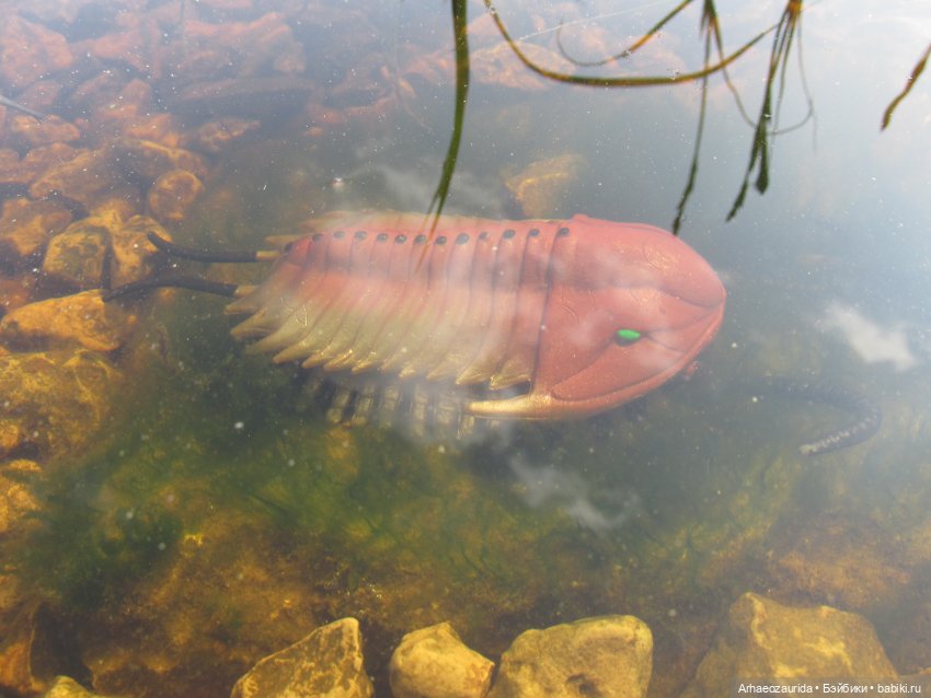 Трилобиты на Холмах и у Реки (фото 9)