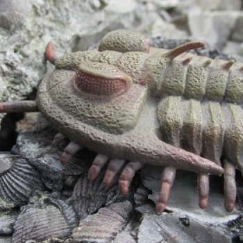 Трилобиты на Холмах и у Реки