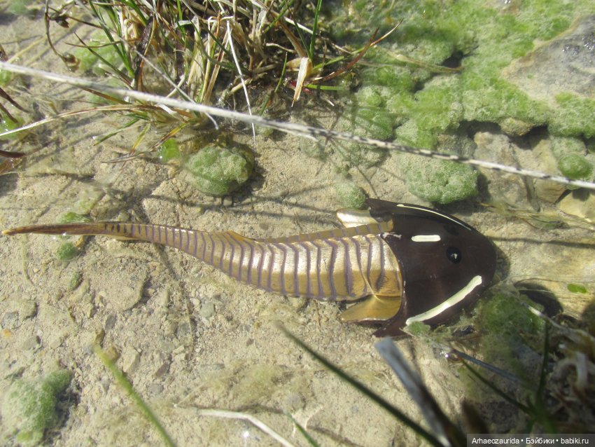 Это было давно: Верхнедевонское вымирание (фото 5)