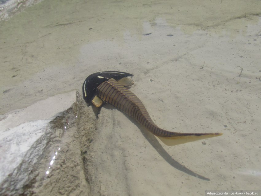 Это было давно: Верхнедевонское вымирание (фото 3)