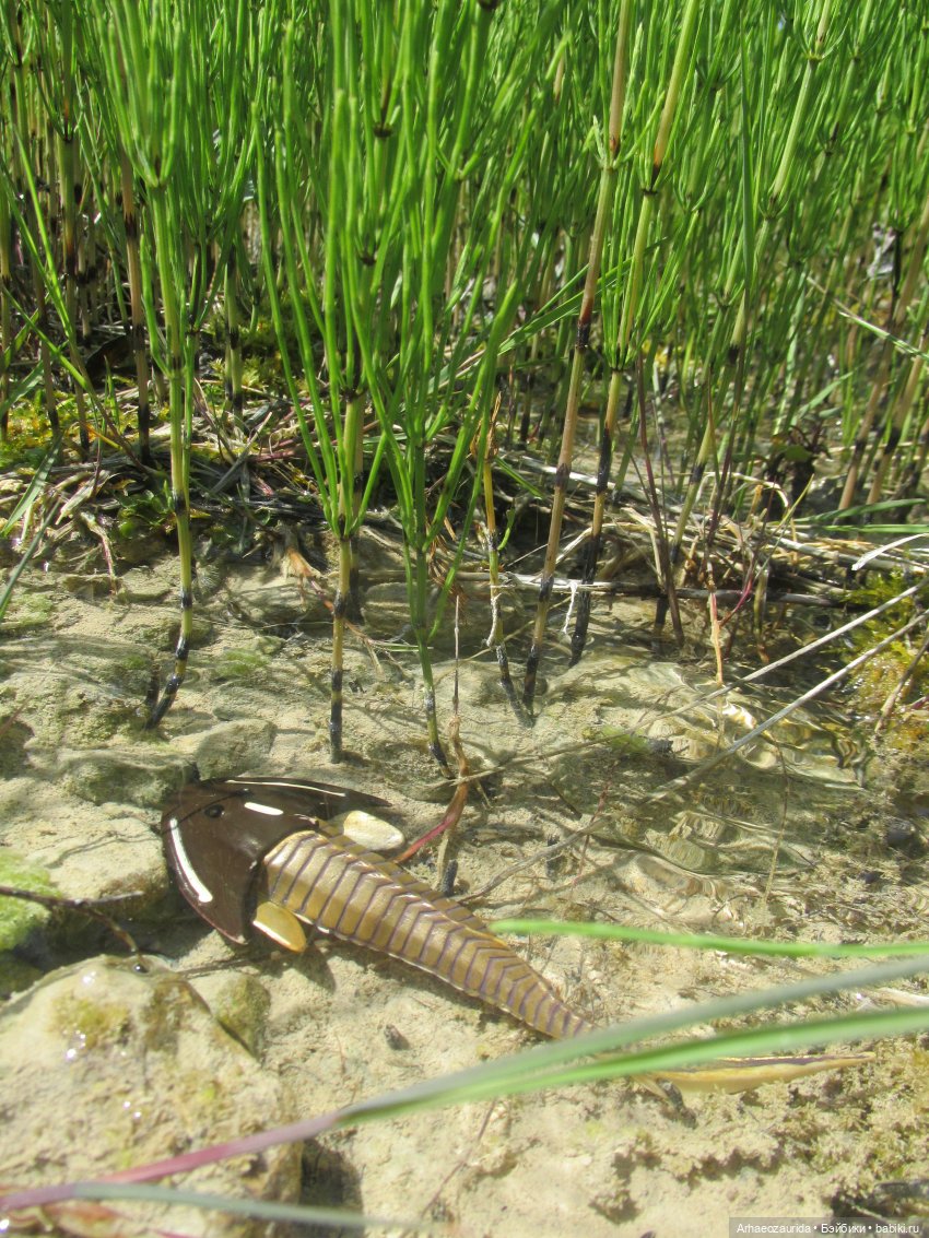 Это было давно: Верхнедевонское вымирание (фото 7)