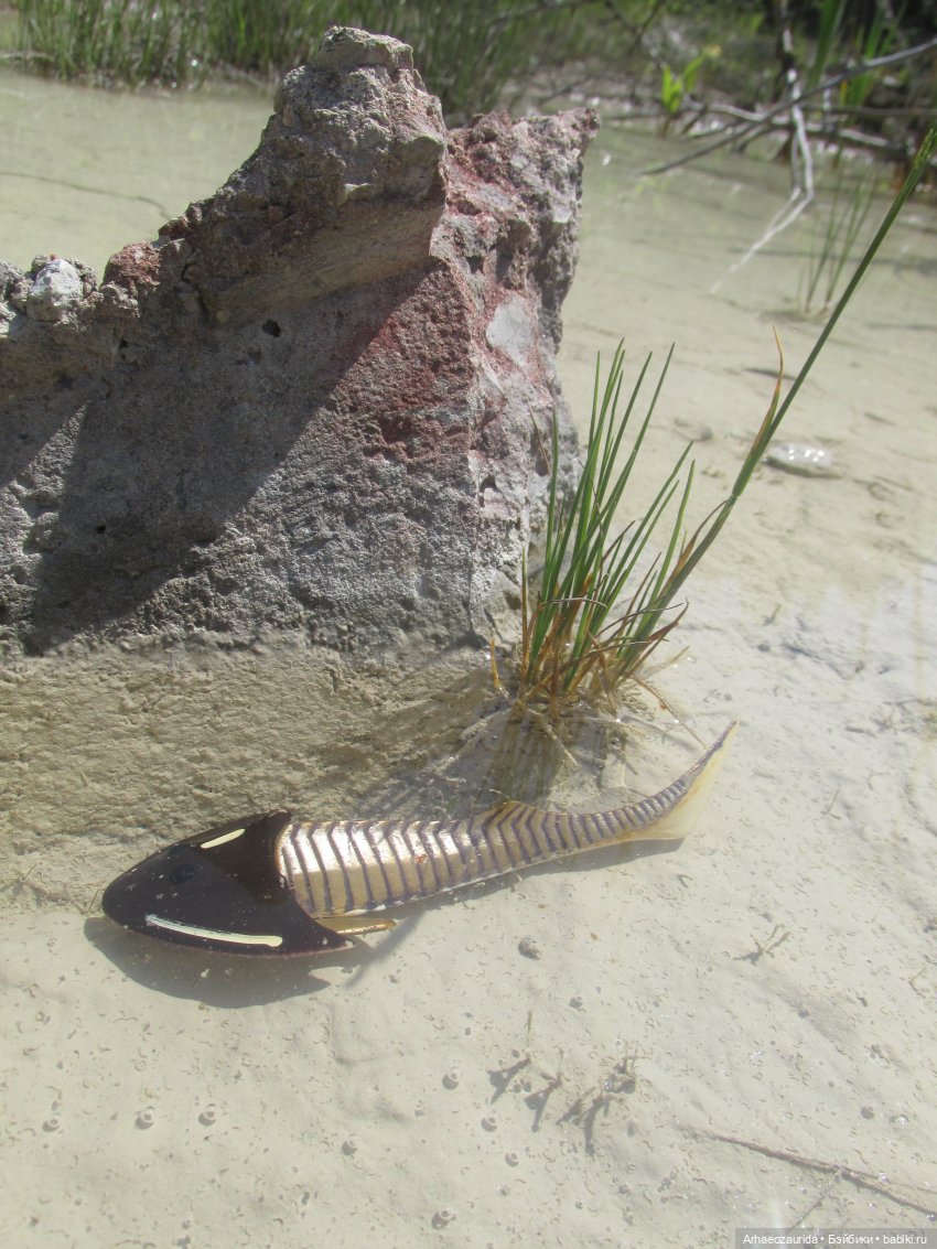 Это было давно: Верхнедевонское вымирание (фото 4)
