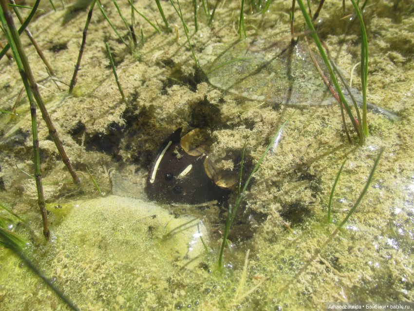 Это было давно: Верхнедевонское вымирание