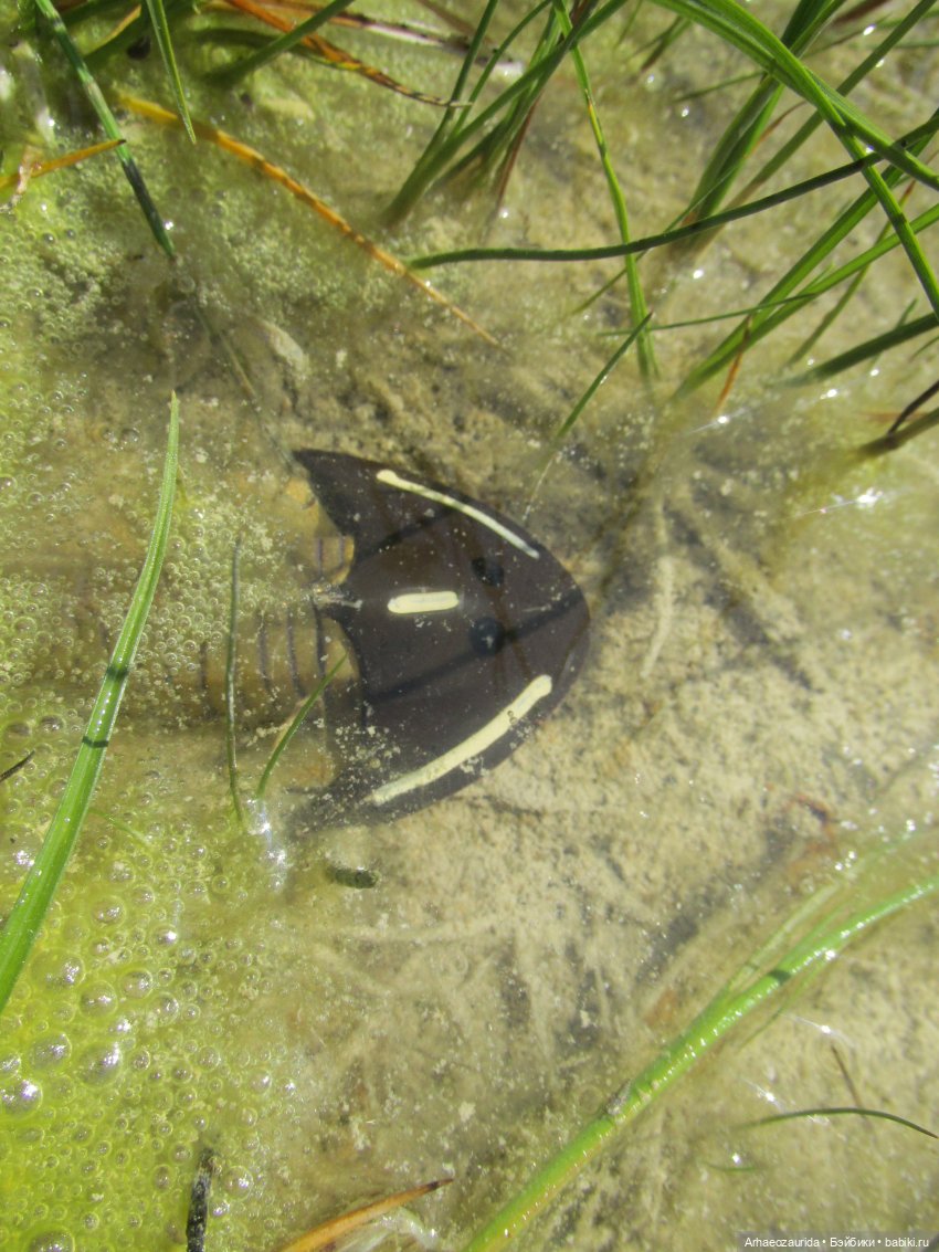 Это было давно: Верхнедевонское вымирание