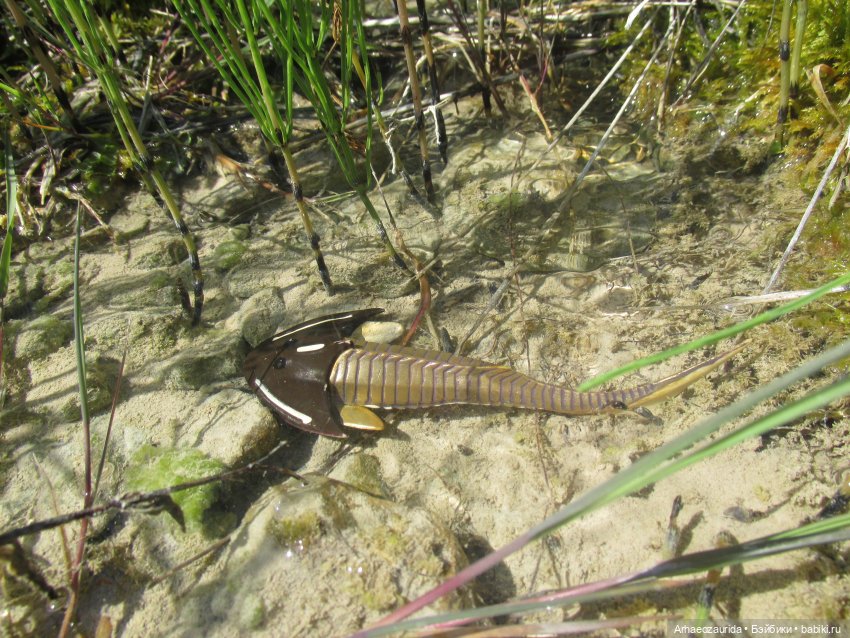 Это было давно: Верхнедевонское вымирание (фото 6)