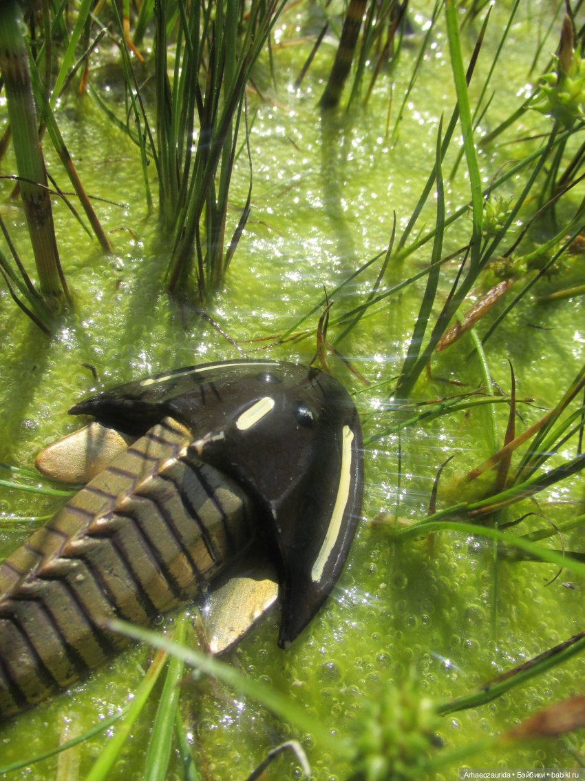 Это было давно: Верхнедевонское вымирание (фото 10)