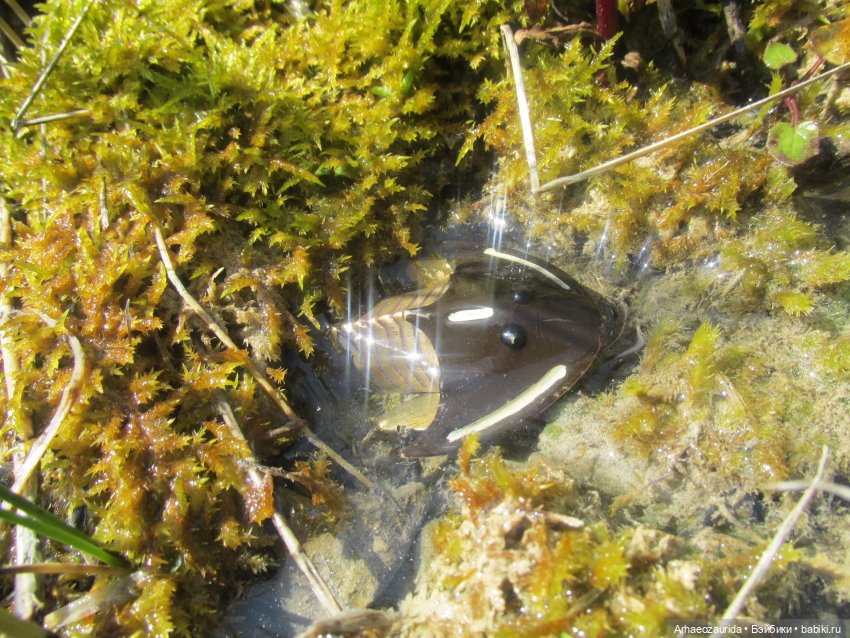 Это было давно: Верхнедевонское вымирание
