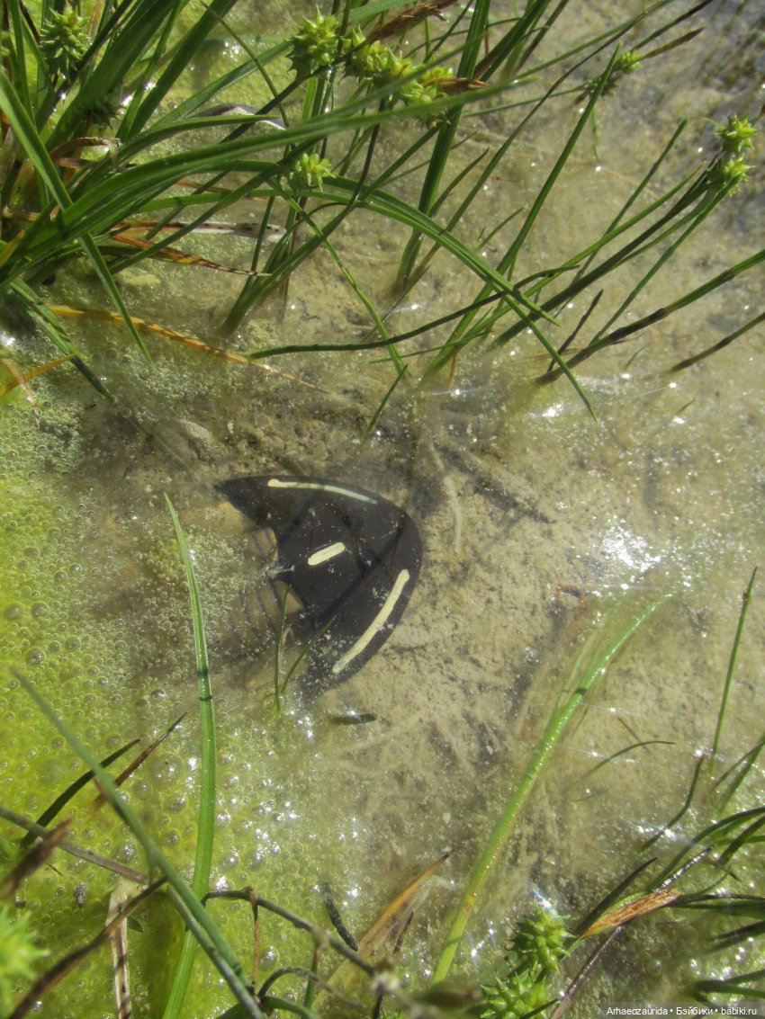 Это было давно: Верхнедевонское вымирание