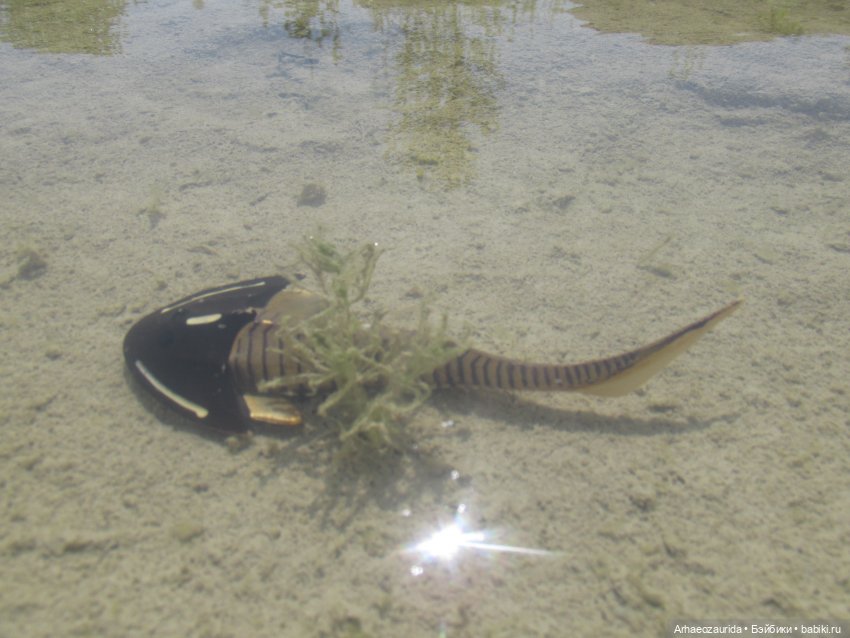 Это было давно: Верхнедевонское вымирание (фото 2)