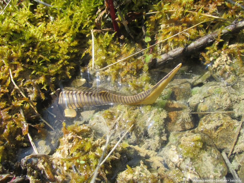 Это было давно: Верхнедевонское вымирание (фото 8)