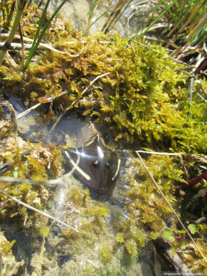 Это было давно: Верхнедевонское вымирание (фото 9)