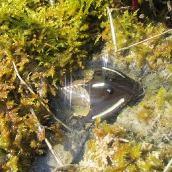 Это было давно: Верхнедевонское вымирание