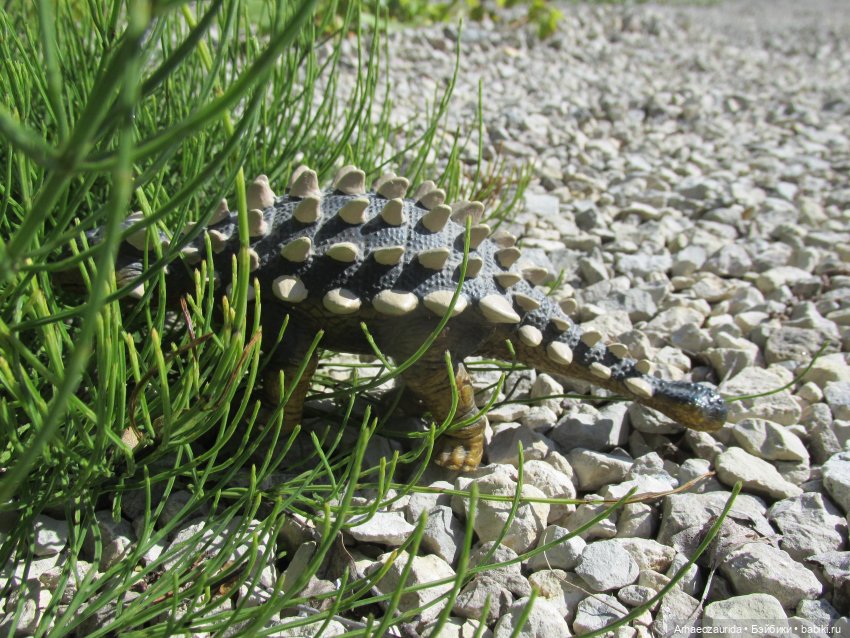 Путешествия Кейнеса: Белая Сушь