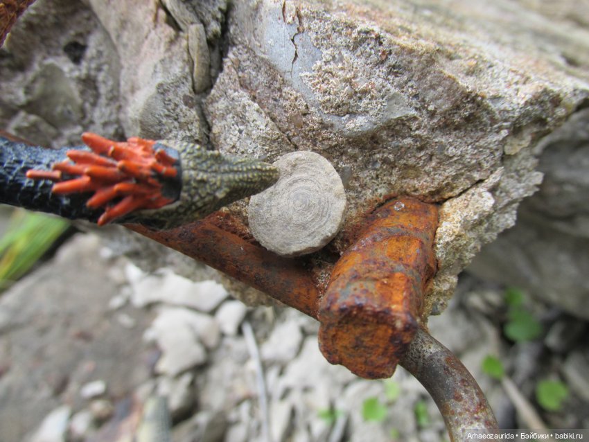 Возвращение в Землю Древних, часть 1