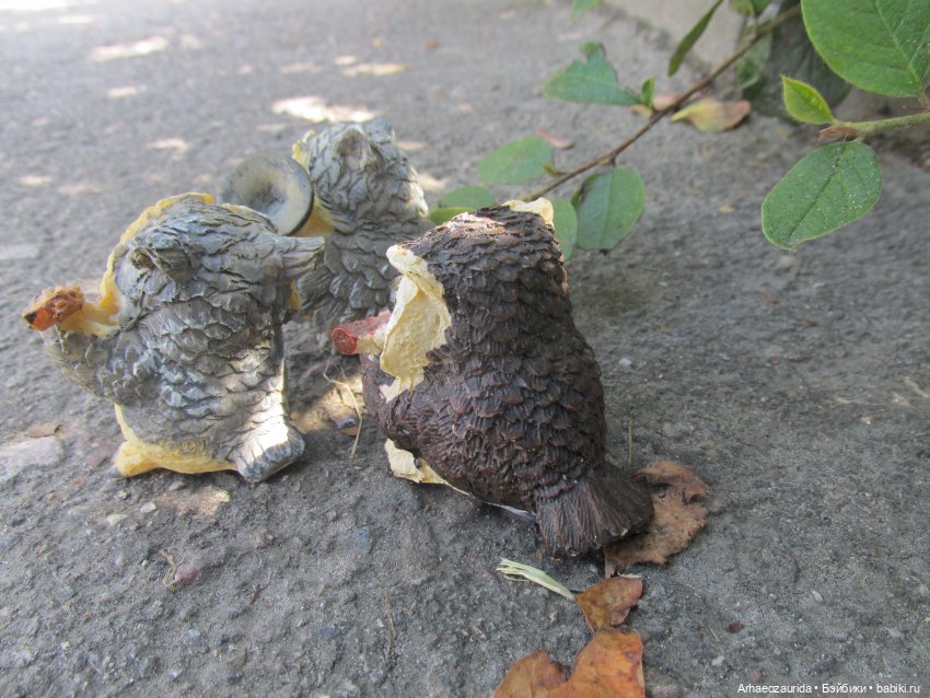 Совиное Трио: рассказ Джо (фото 3)