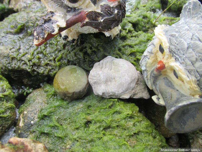 Возвращение в Землю Древних, часть 6: В поисках трилобита