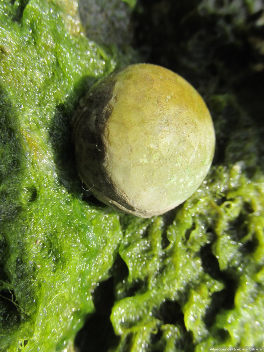 Возвращение в Землю Древних, часть 6: В поисках трилобита