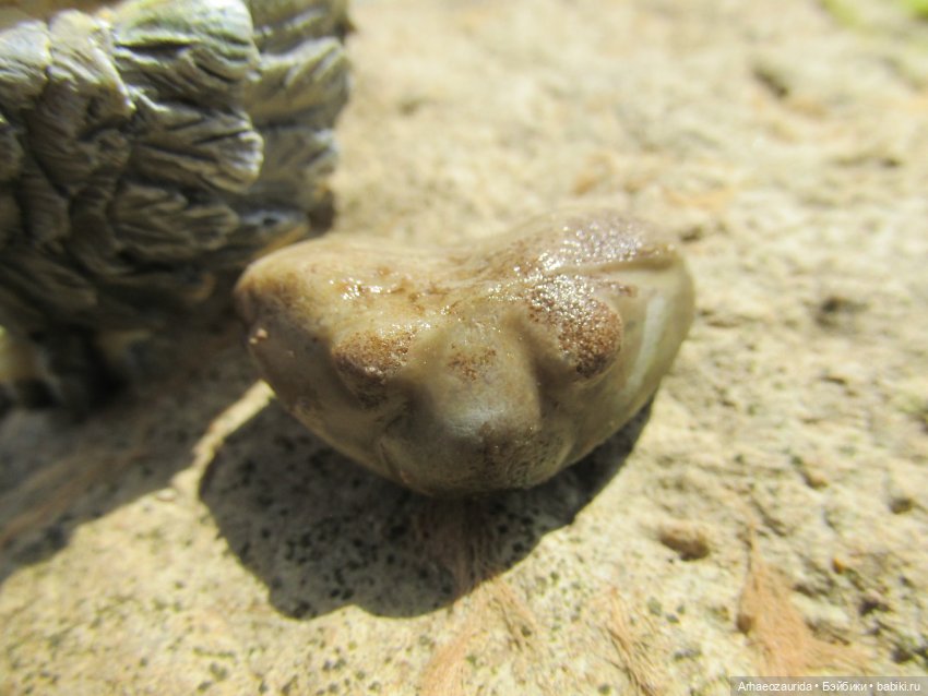 Возвращение в Землю Древних, часть 6: В поисках трилобита