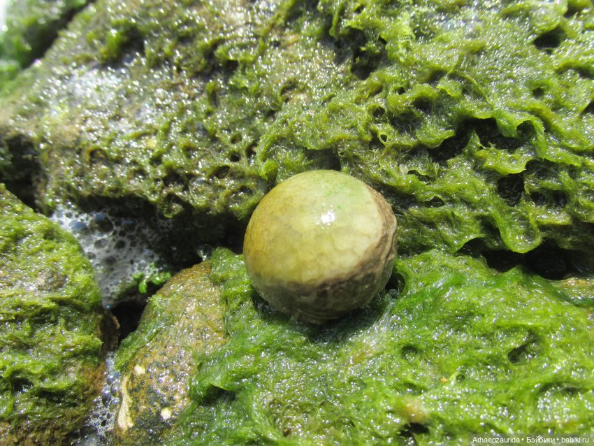 Возвращение в Землю Древних, часть 6: В поисках трилобита