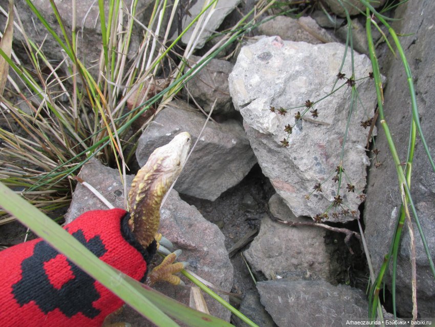 Возвращение в Землю Древних, часть 7: Каменные Холмы (фото 8)