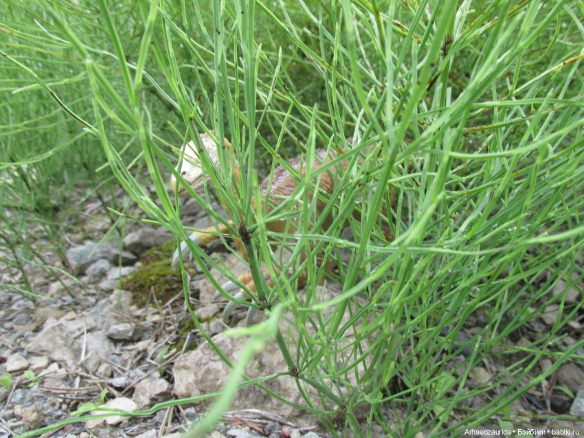 Путешествия ящеров: Зурга и Шурр в Белой Суши