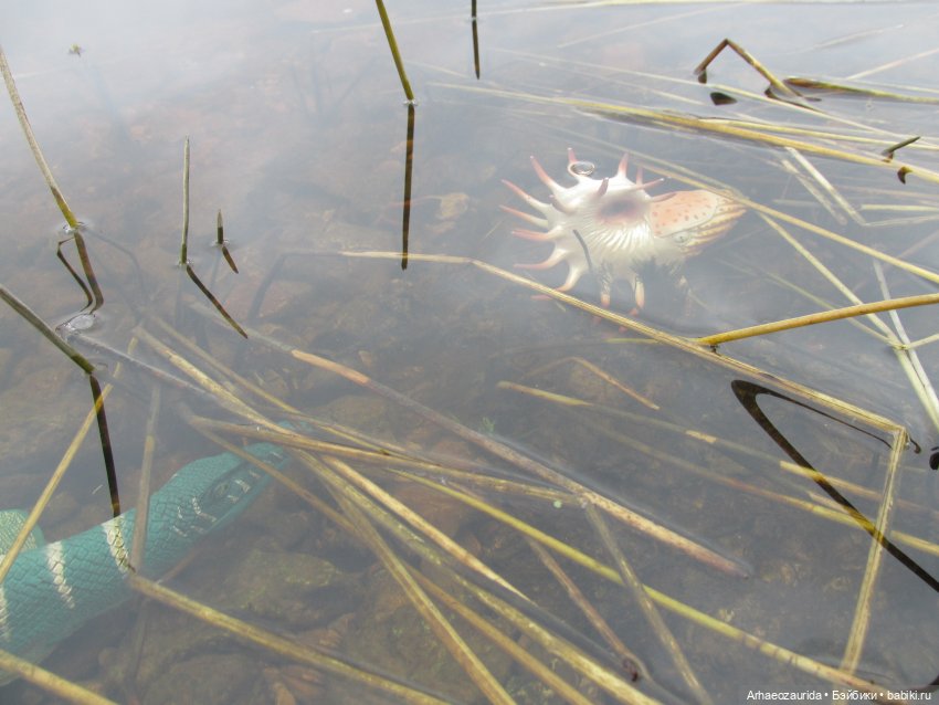 Ящеры у Реки: тайник Древних (фото 5)