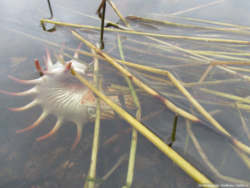 Ящеры у Реки: тайник Древних (фото 10)