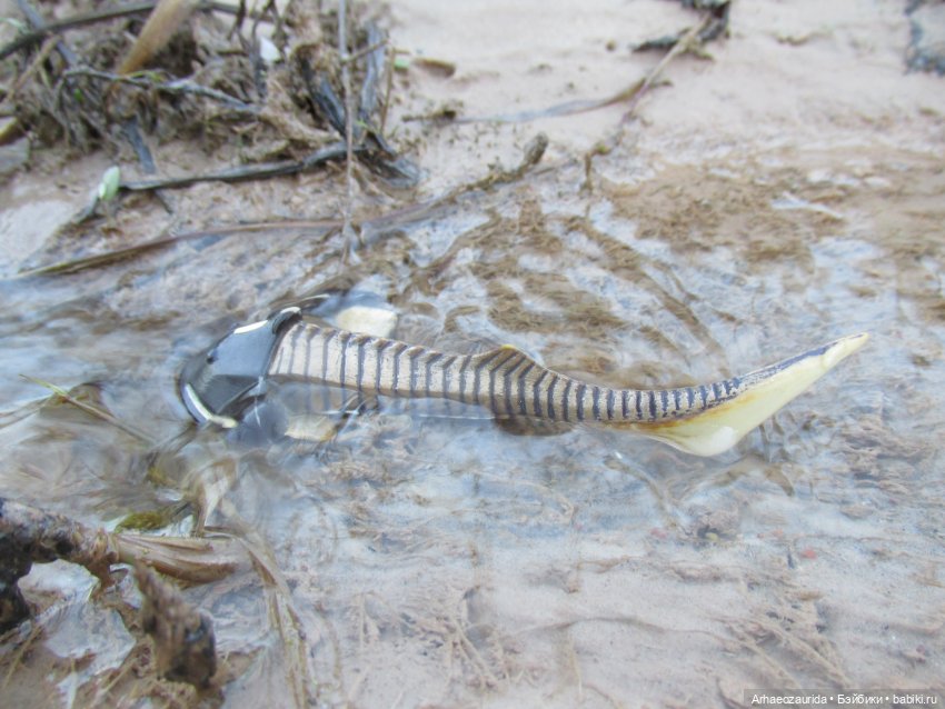 Ящеры в Розовых Скалах: зимняя рыбалка (фото 7)