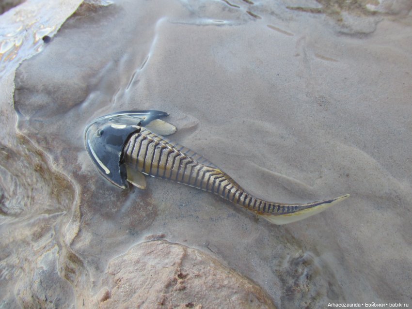 Ящеры в Розовых Скалах: зимняя рыбалка