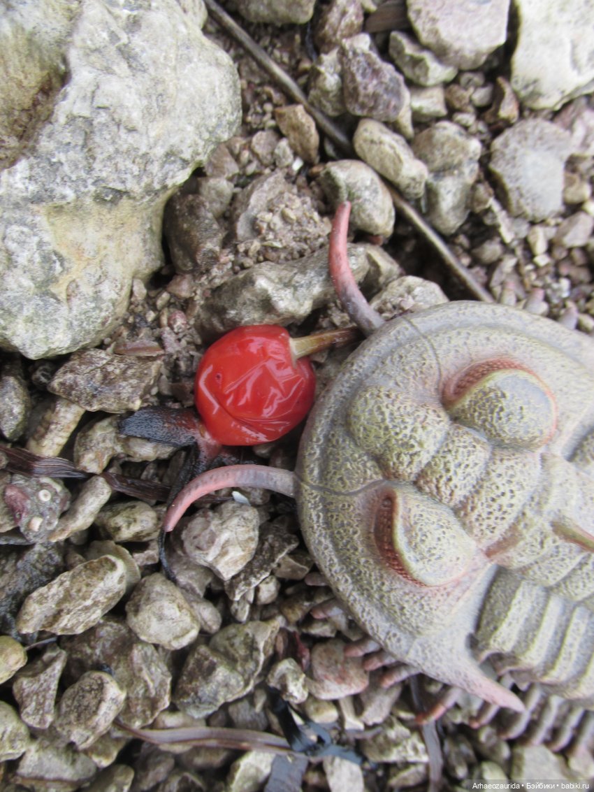 Трилобиты оттаяли — Интересные игрушки и фигурки (разное): редкие (фото 9)