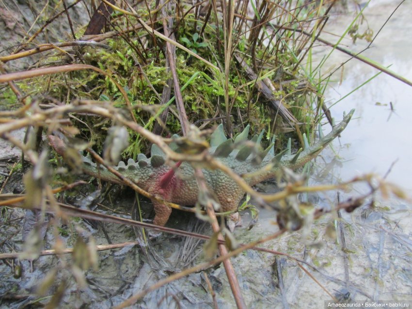 Ящеры в Розовых Скалах: коварная топь