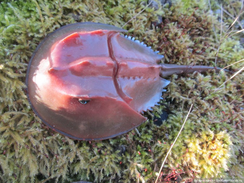 У Реки: весенняя разведка (фото 10)