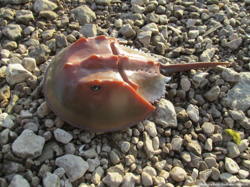 У Реки: весенняя разведка (фото 5)