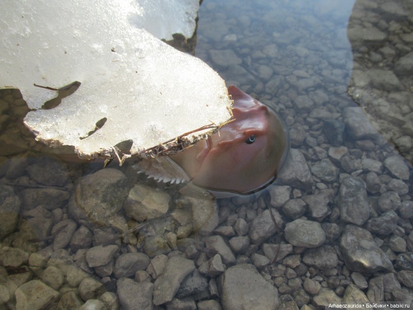 У Реки: весенняя разведка