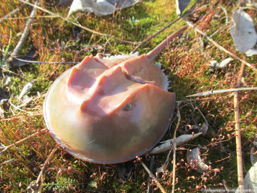 У Реки: весенняя разведка (фото 8)